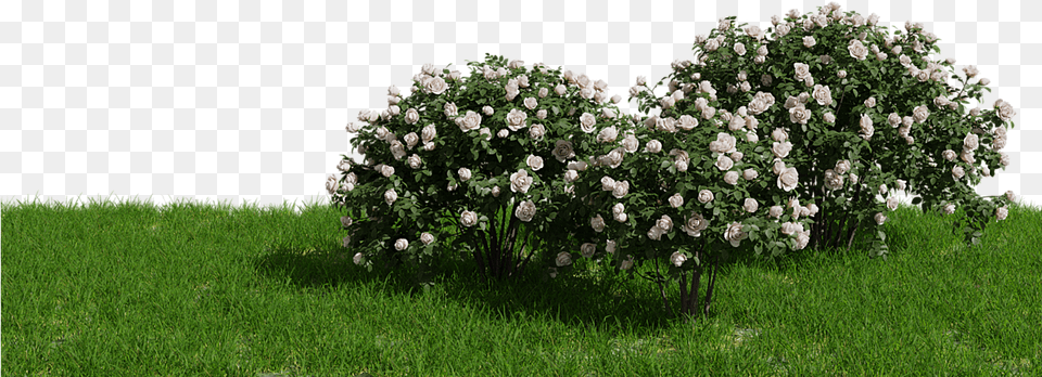 White Rose Bush, Flower, Grass, Lawn, Plant Free Png Download