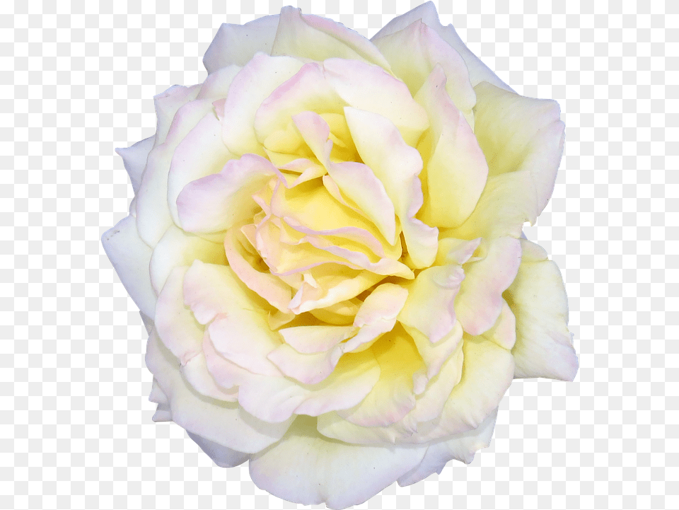 White Rose Bush Flower Rose White Valentine Floral Rose, Petal, Plant Png