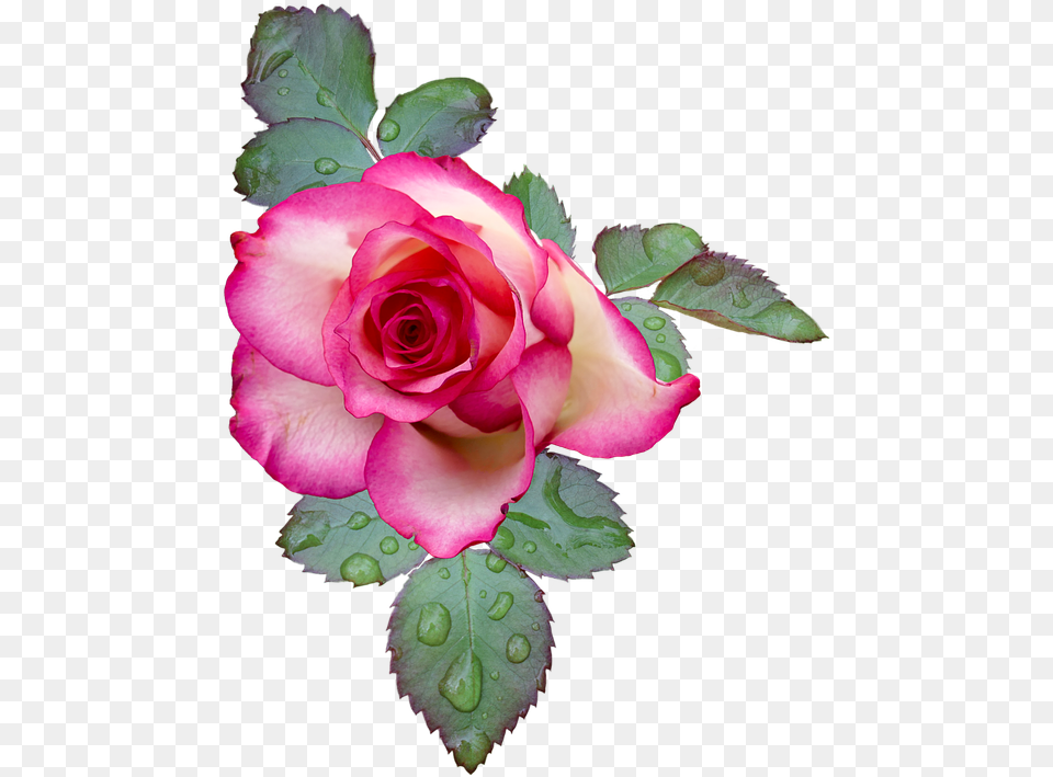 White Rose Bush Rose Rose Bloom Pink White Flower Flores Gifs, Plant, Petal Free Transparent Png
