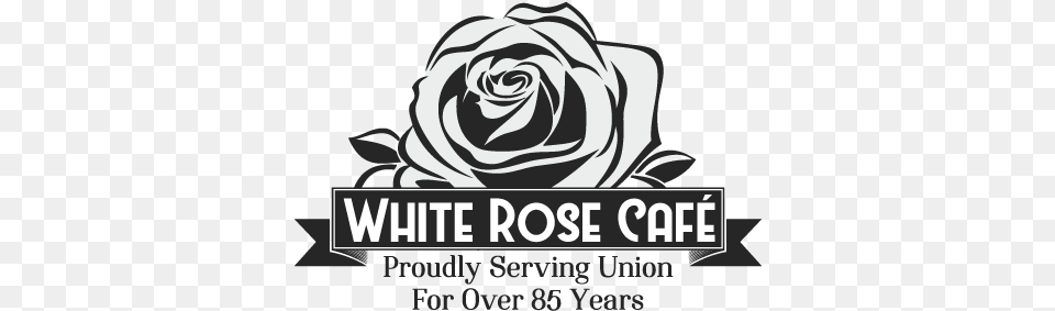 White Rose Cafe Blue Rose, Flower, Plant, Adult, Female Free Transparent Png