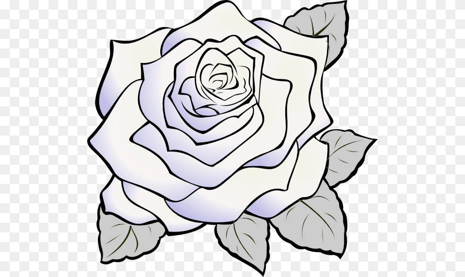White Rose Clip Art, Flower, Plant, Drawing Free Png Download