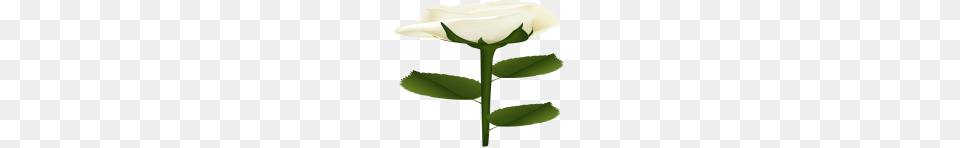 White Rose Clip Art, Flower, Plant Free Transparent Png