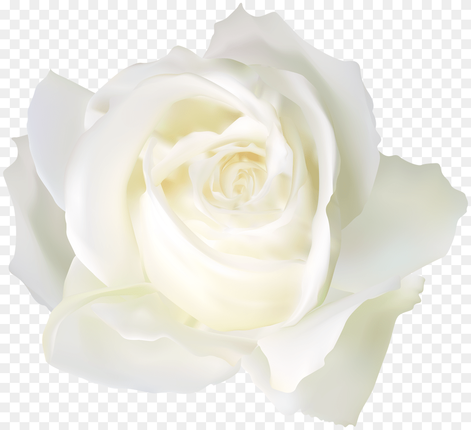 White Rose Clip Art Free Png