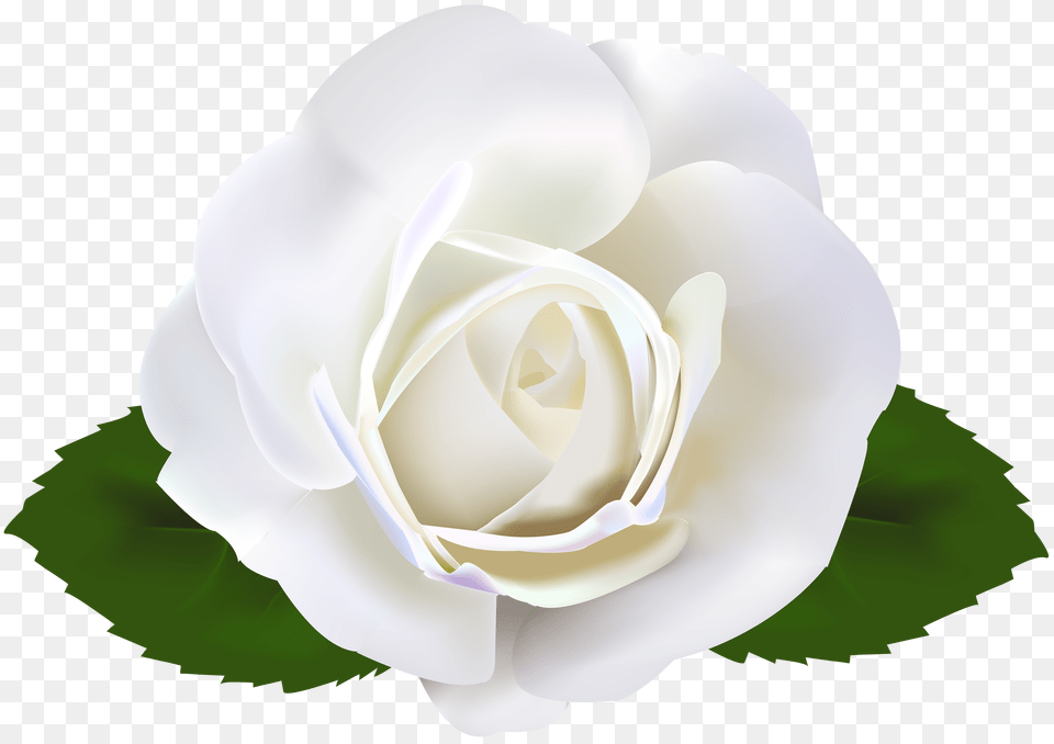 White Rose Clip Art, Flower, Plant Free Png Download