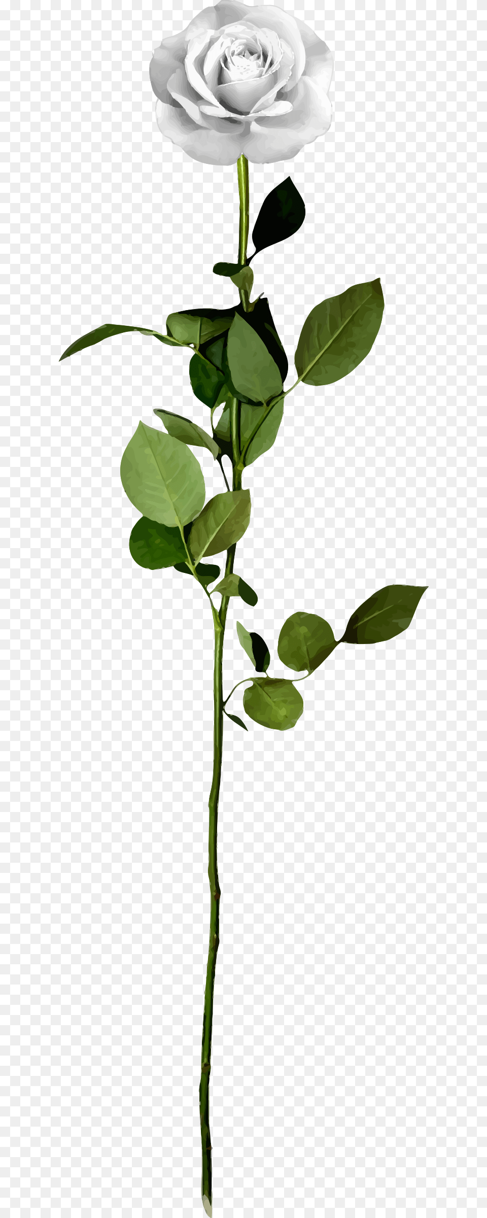 White Rose Clip Arts Transparent White Rose, Flower, Plant Free Png
