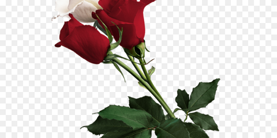 White Rose Clipart, Flower, Plant, Flower Arrangement Png Image