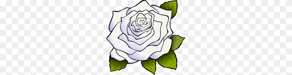 White Rose Clipart, Flower, Plant, Baby, Person Png