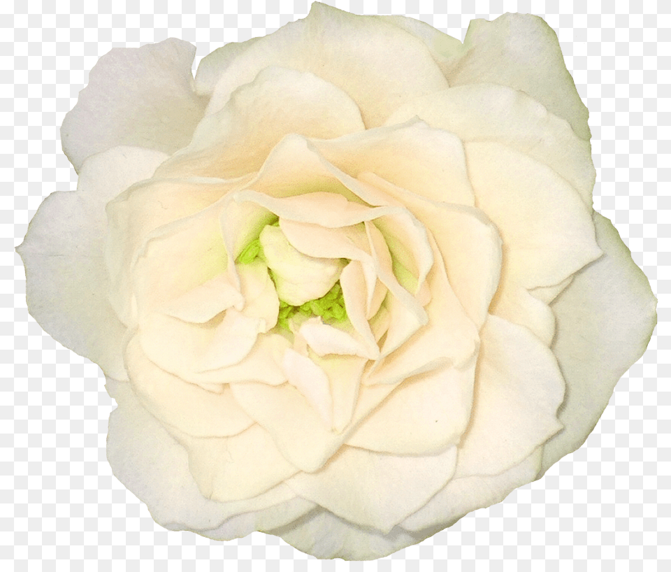 White Rose Clipart Background White Ivory Flowers, Flower, Petal, Plant Png Image