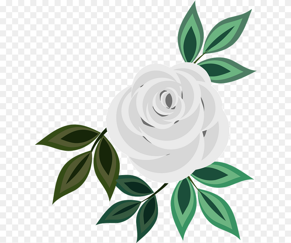 White Rose Clipart Flower Icon Drawing, Art, Floral Design, Graphics, Pattern Free Transparent Png