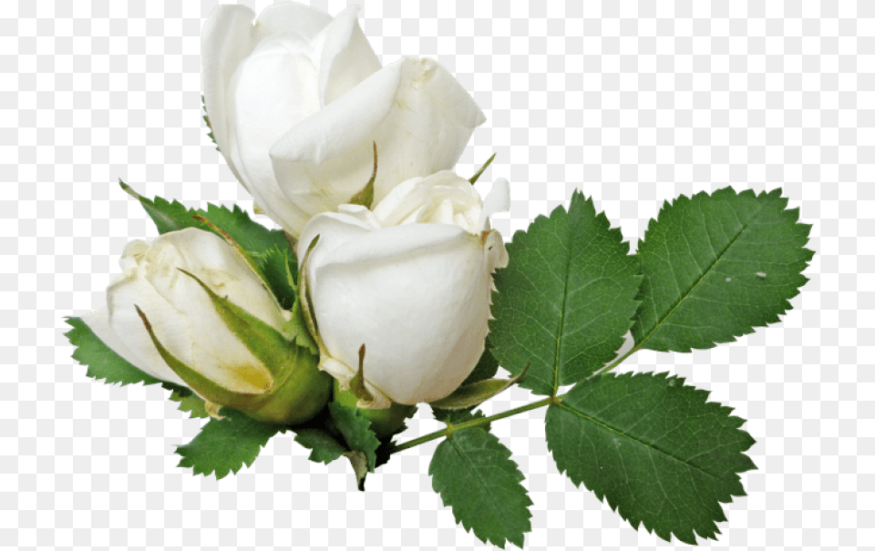 White Rose Clipart Green White Rose Flower, Plant Free Png