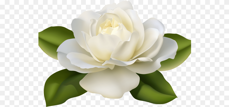 White Rose Clipart Guldasta Gardenia Flowers White Rose Beautiful Flowers, Flower, Petal, Plant Free Transparent Png