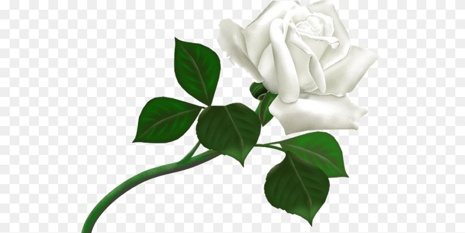 White Rose Clipart Guldasta Thanks For Add Me, Flower, Plant, Leaf Free Png