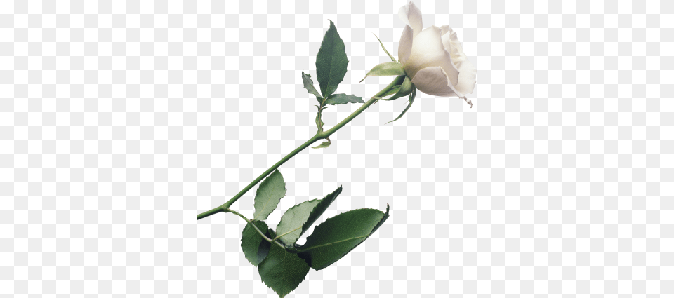 White Rose Clipart One White, Flower, Plant, Leaf Free Png