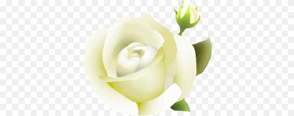 White Rose Clipart Portable Network Graphics, Flower, Plant, Petal, Baby Free Png