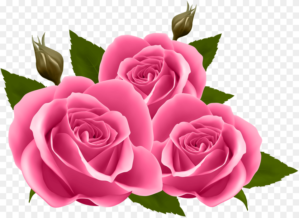 White Rose Clipart Yoville Pink Roses Clipart, Flower, Plant, Petal Png Image
