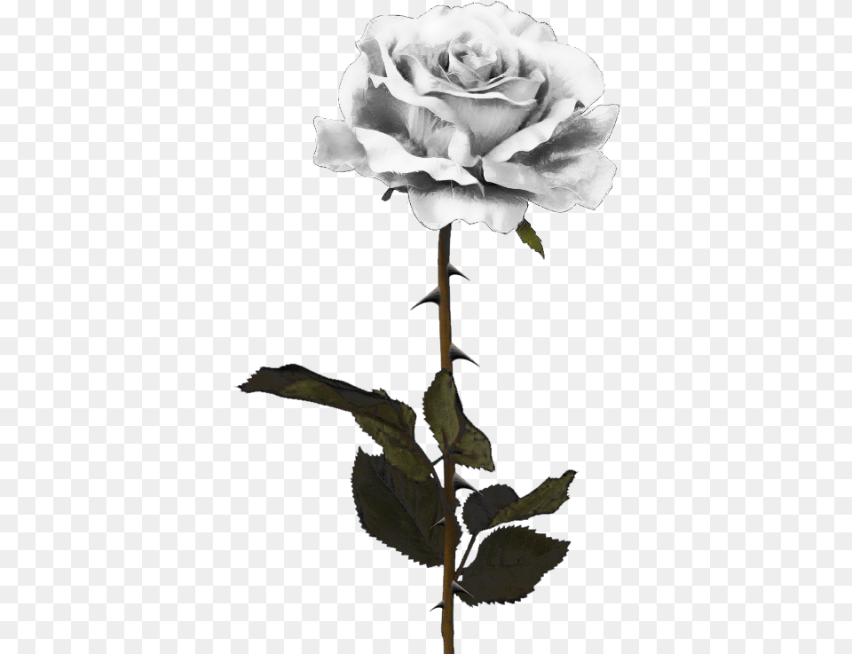 White Rose Image Black Rose, Flower, Plant Free Png Download