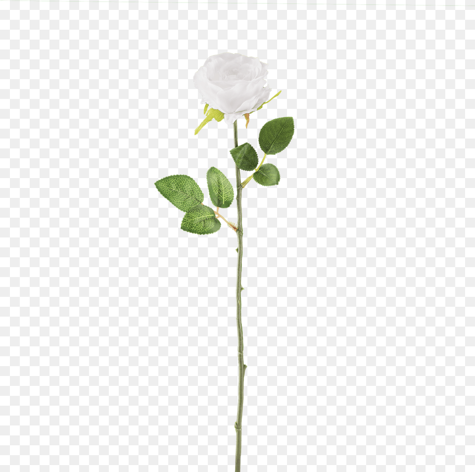 White Rose Download Transparent Image Arts White Transparent Real Flowers, Flower, Petal, Plant, Acanthaceae Png