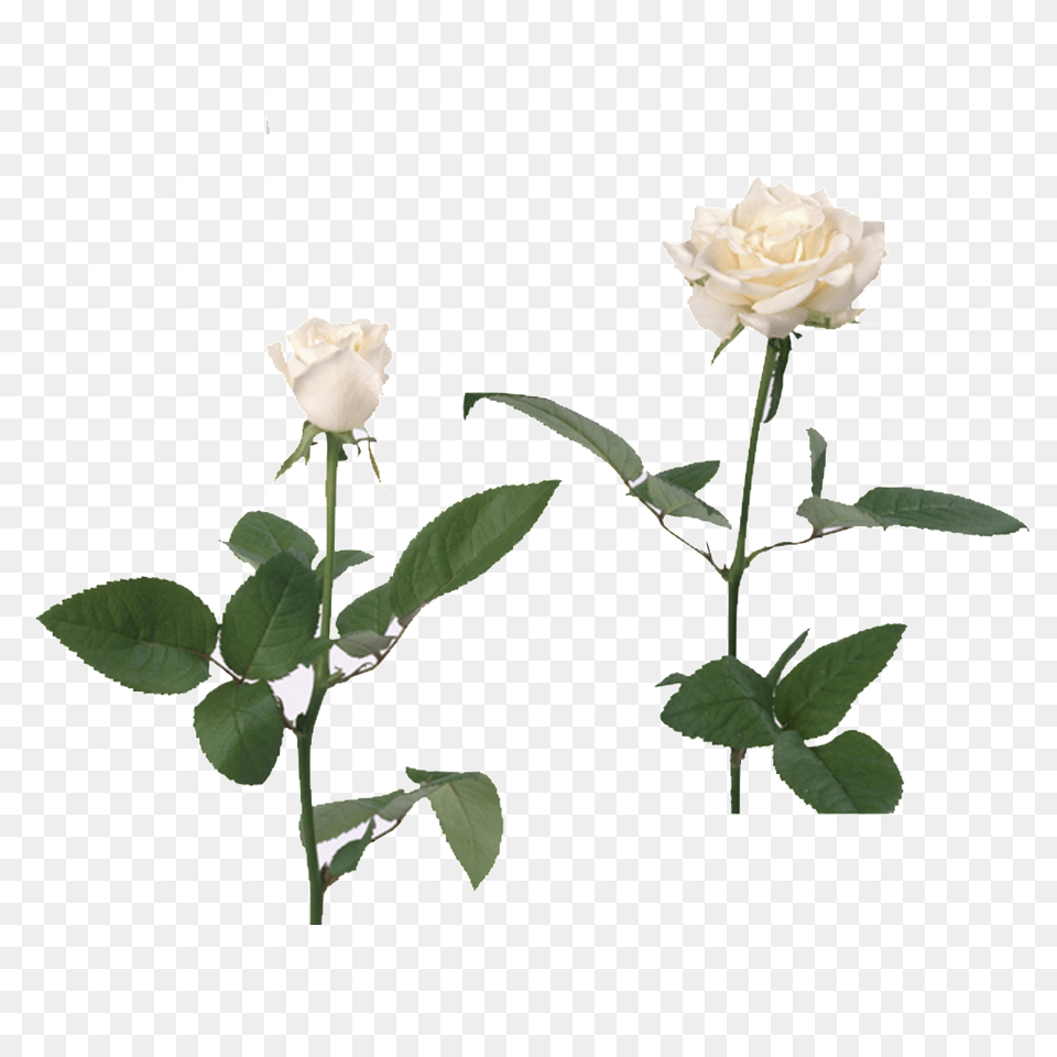 White Rose Download Vector, Flower, Plant, Leaf Png Image