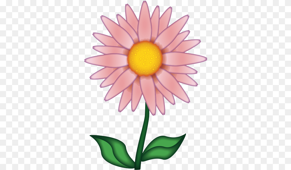 White Rose Emoji, Daisy, Flower, Plant, Dahlia Png Image