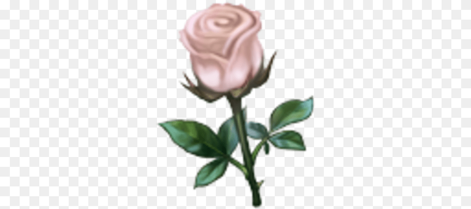 White Rose Floribunda, Flower, Plant, Person Png