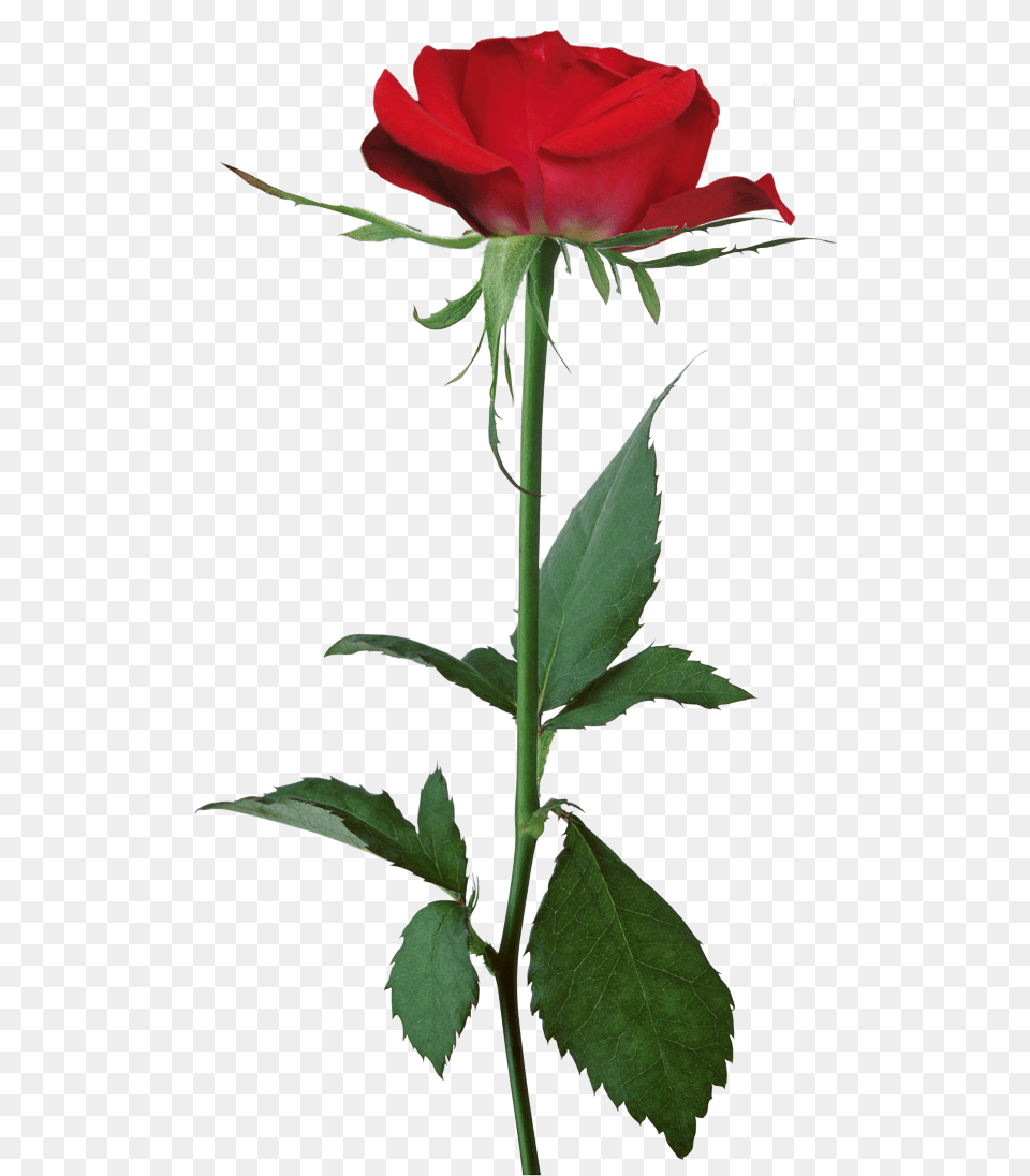 White Rose Flower Clip Art Demi Lovato Tell Me You Love Me Rose, Plant Free Transparent Png