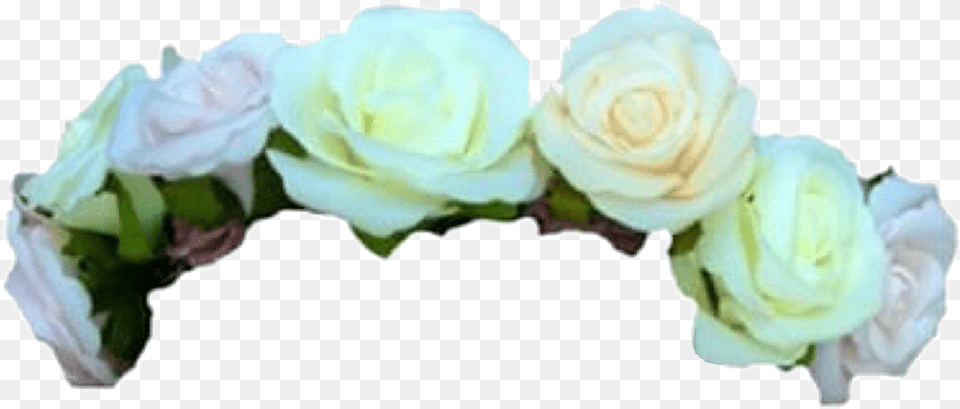 White Rose Flower Crown Transparent Green Flower Crown, Flower Arrangement, Petal, Plant, Flower Bouquet Png Image