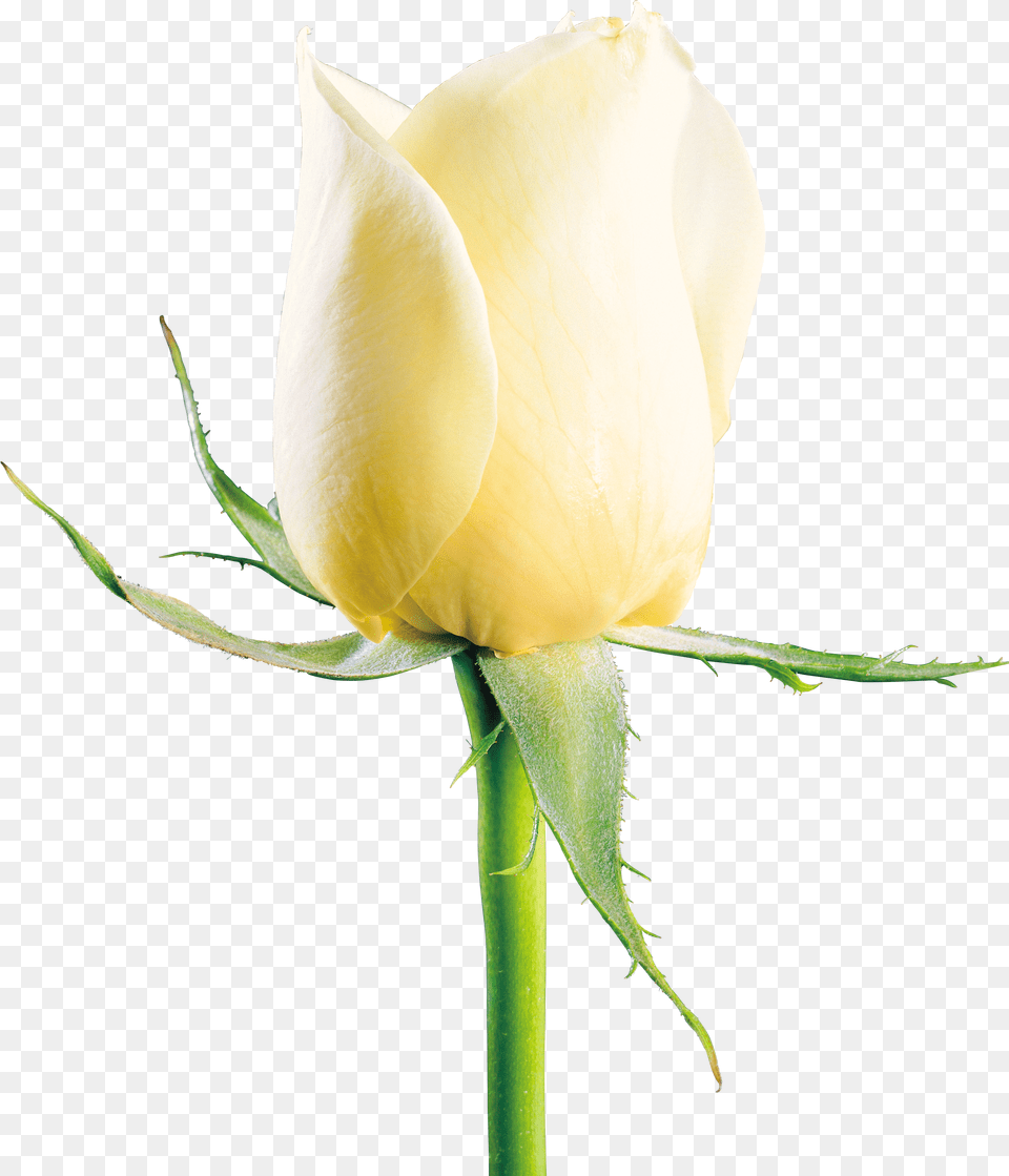 White Rose Flower Picture White Rose Download Free Transparent Png