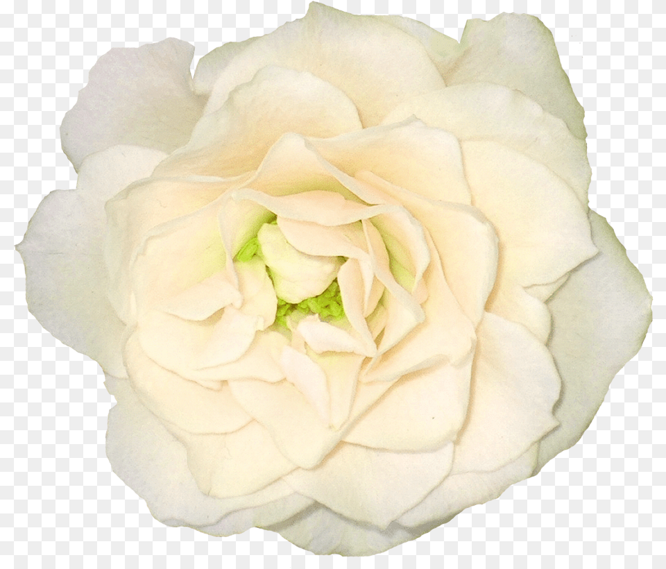 White Rose Flower White Color Flower, Petal, Plant Png Image