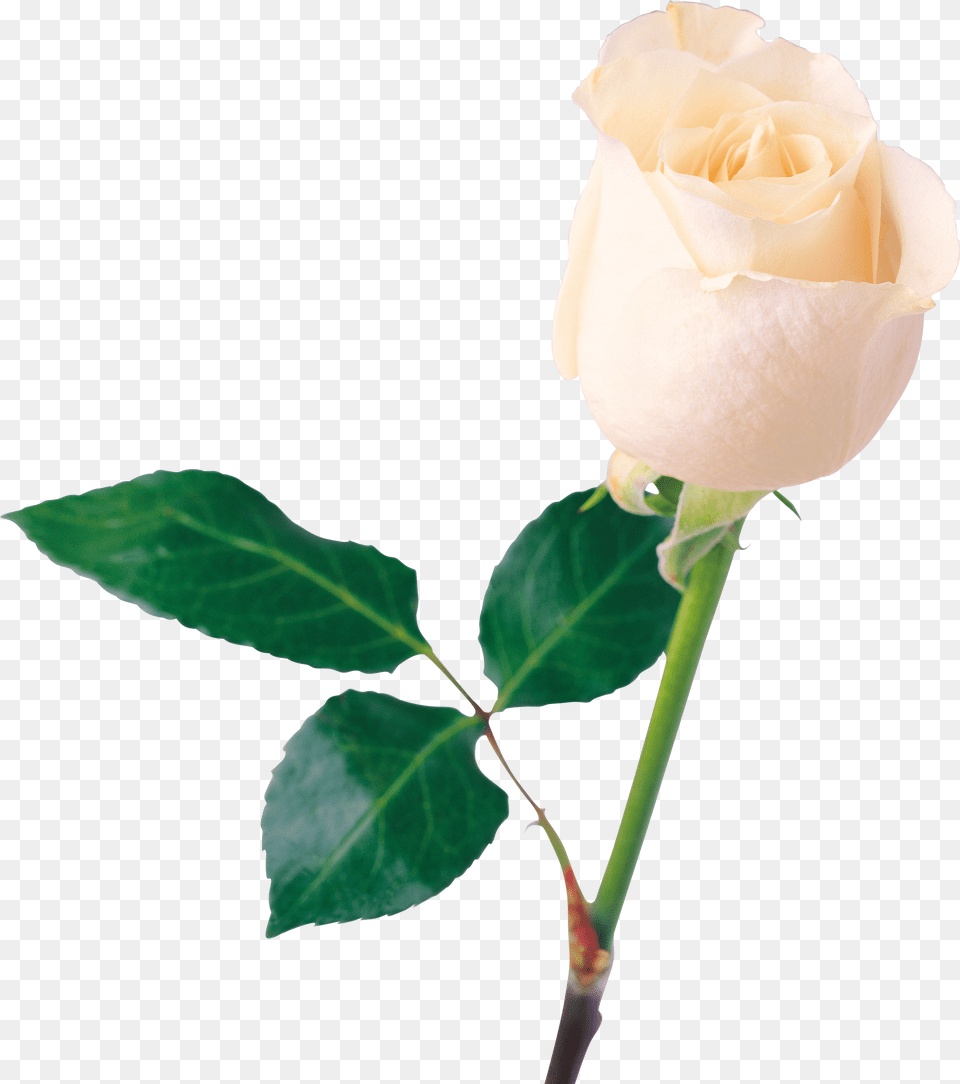 White Rose Flower White Rose Free Png Download