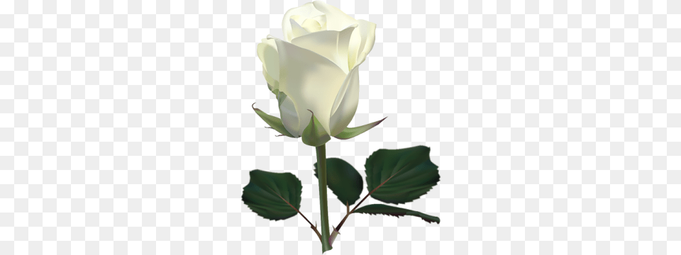 White Rose Flower White Rose Picture, Plant, Chandelier, Lamp Free Png