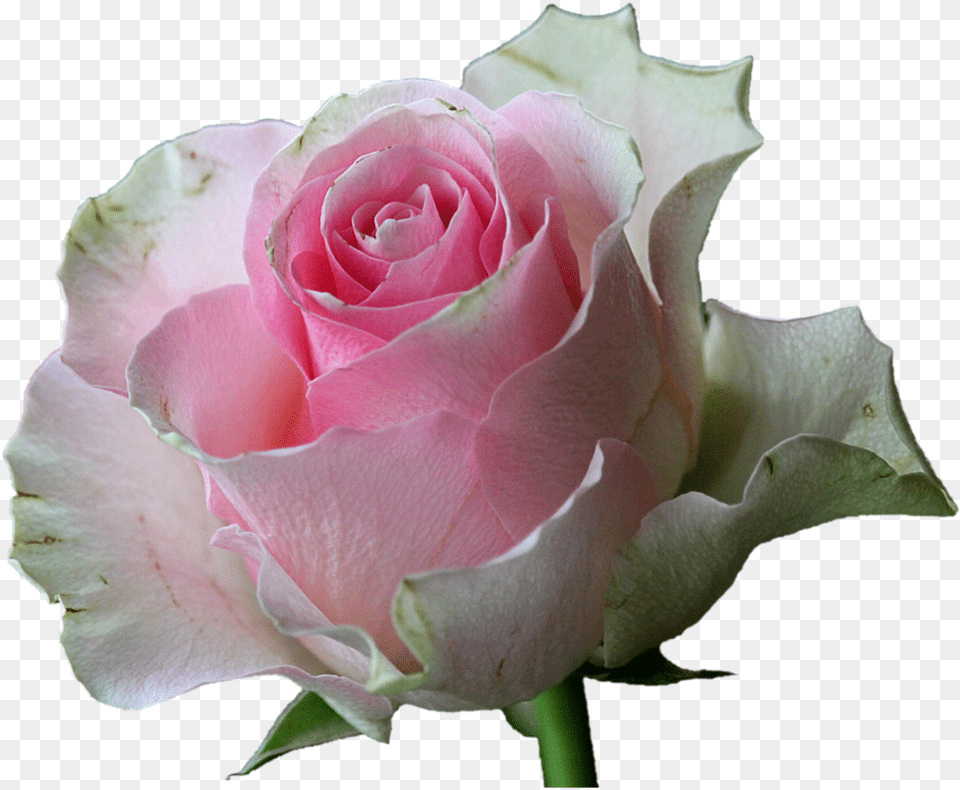 White Rose Flowers, Flower, Plant Free Transparent Png