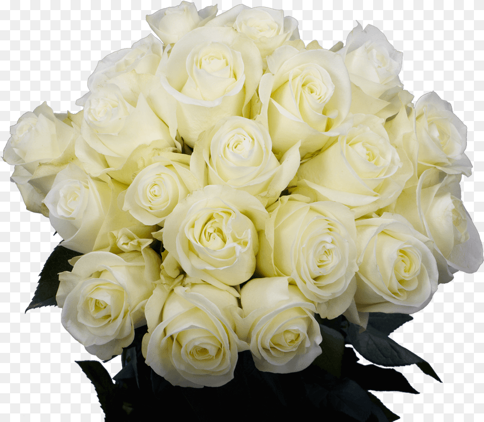 White Rose Flowers Cut Flowers, Flower, Flower Arrangement, Flower Bouquet, Plant Png
