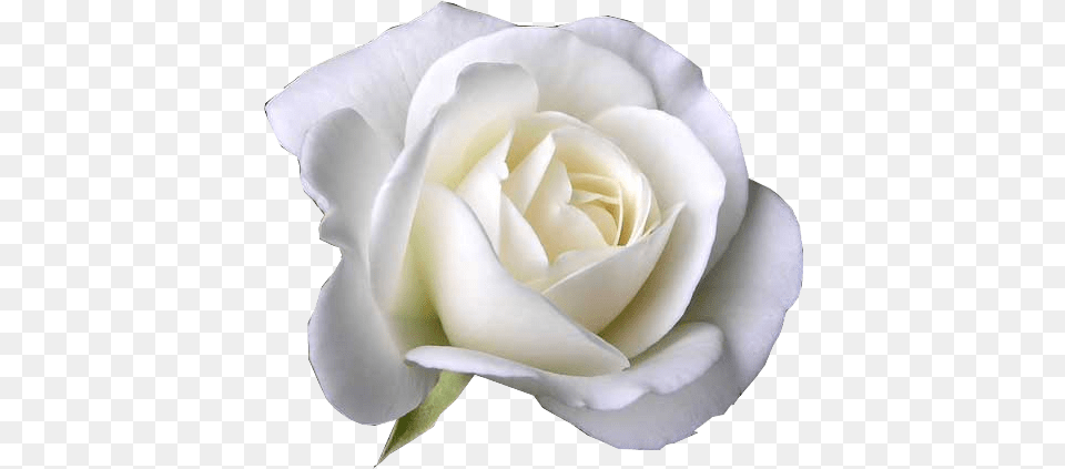White Rose Garden Roses Flower Petal Flower White Rose, Plant Free Png