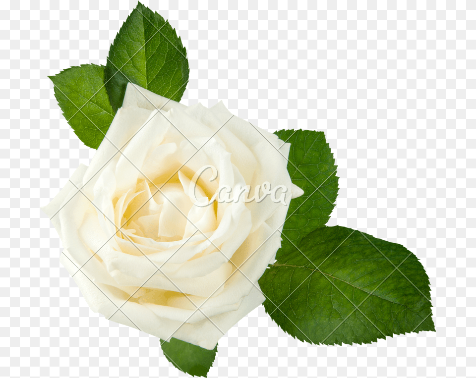 White Rose Head, Flower, Plant, Petal Free Png