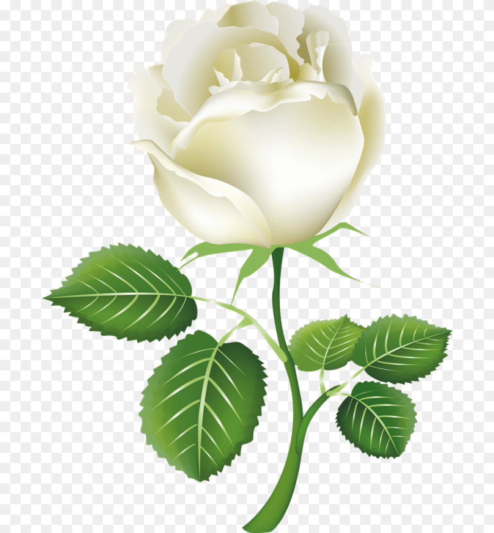 White Rose Ima Clip Art Clipartlook White Rose Clipart, Flower, Plant, Leaf, Baby Png