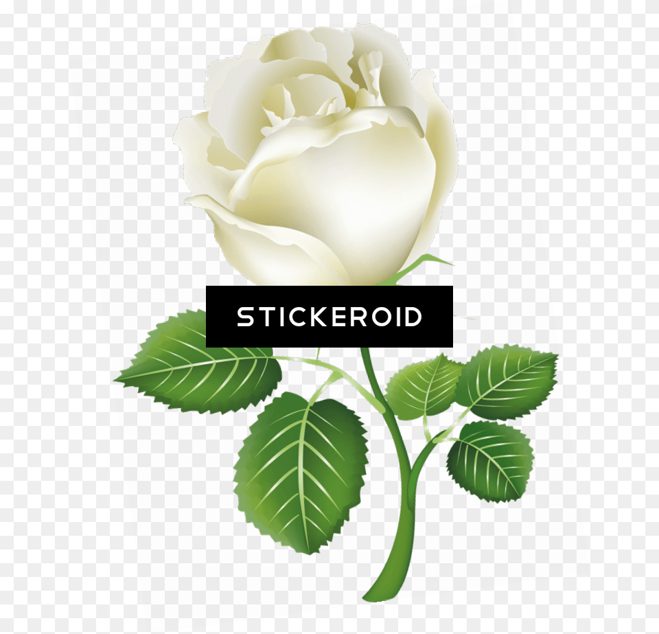White Rose Image, Flower, Plant, Leaf Free Png Download