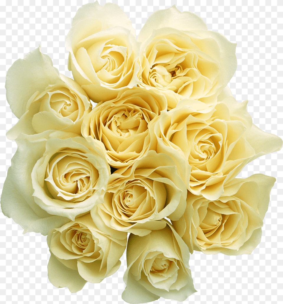 White Rose Image Background White And Yellow Roses, Flower, Flower Arrangement, Flower Bouquet, Plant Free Png