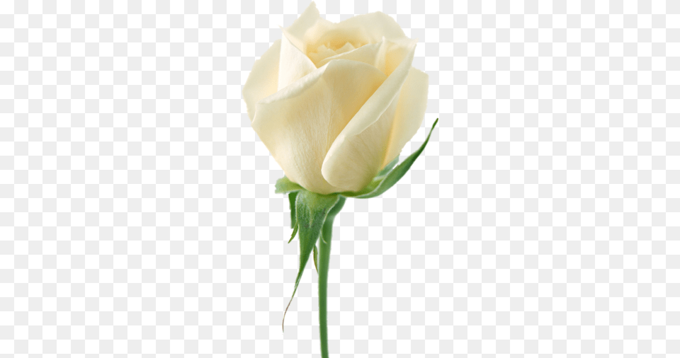 White Rose Flower White Rose Picture, Plant, Person Png Image