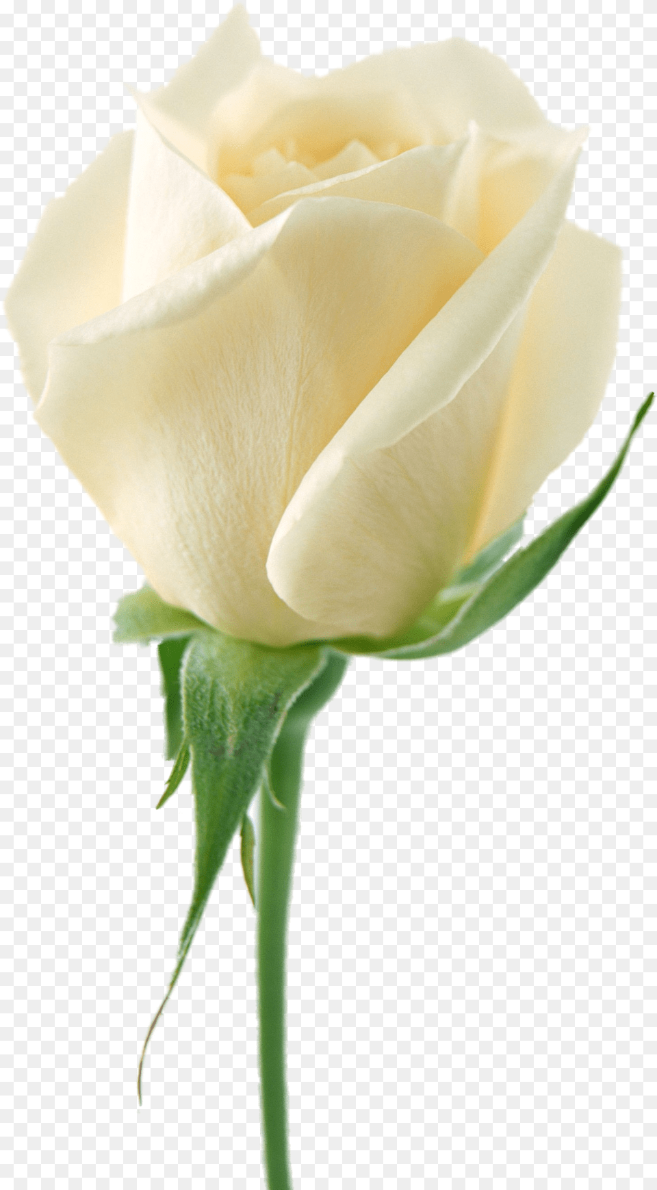 White Rose Image Flower White Rose Picture Background White Rose, Plant Free Png Download