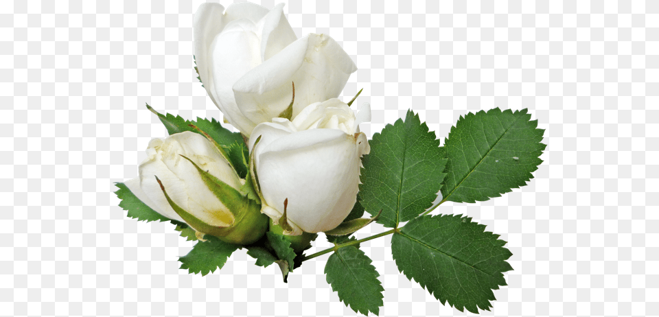 White Rose Image Flower White Rose Picture White Roses Background, Plant, Leaf Free Transparent Png