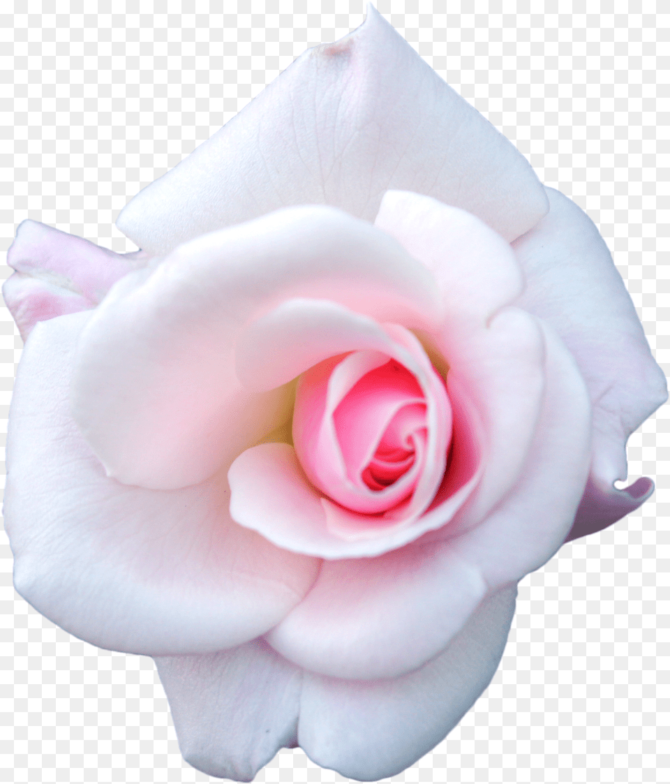 White Rose Garden Roses, Flower, Petal, Plant Png Image