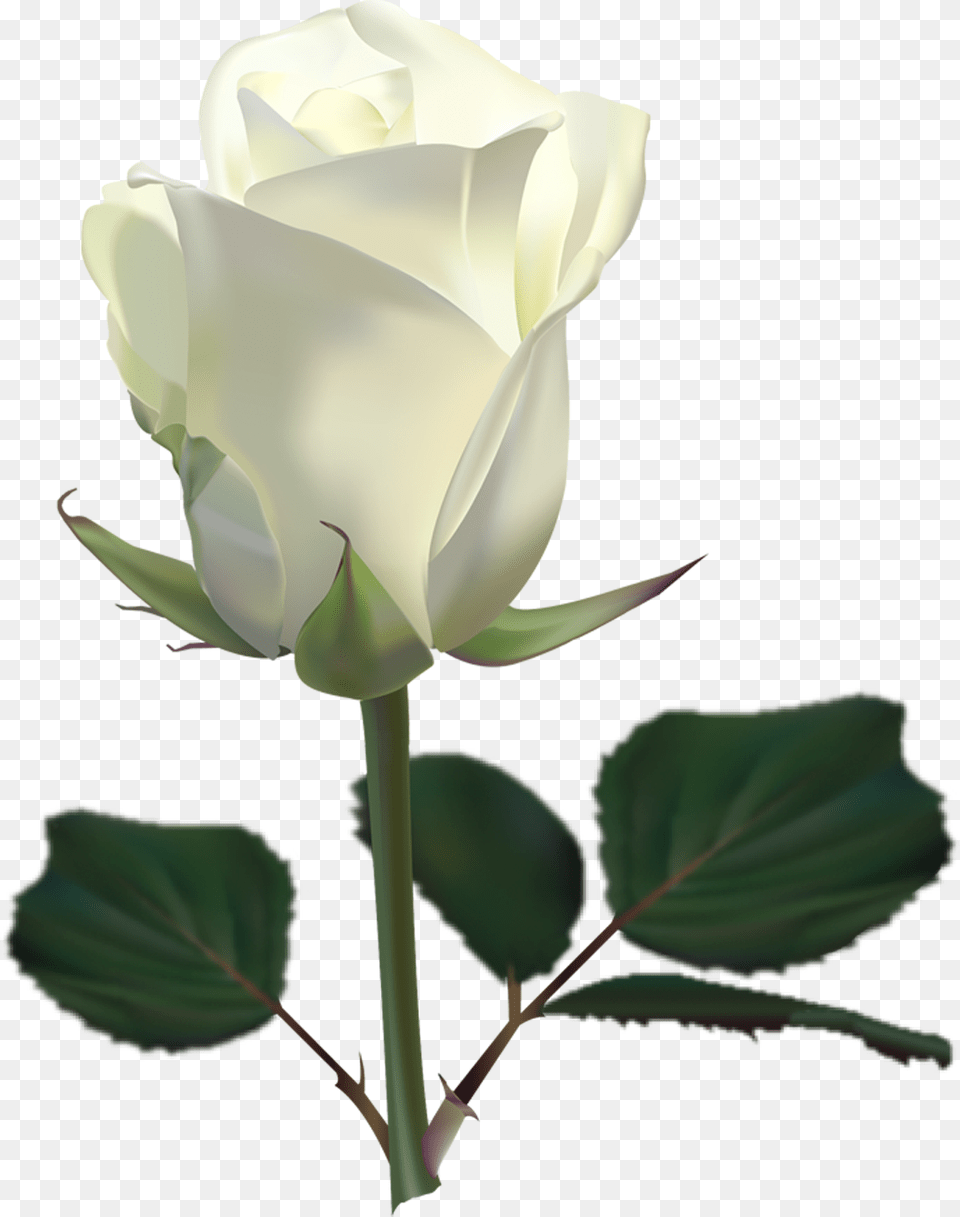White Rose Images Flower, Plant Free Png Download
