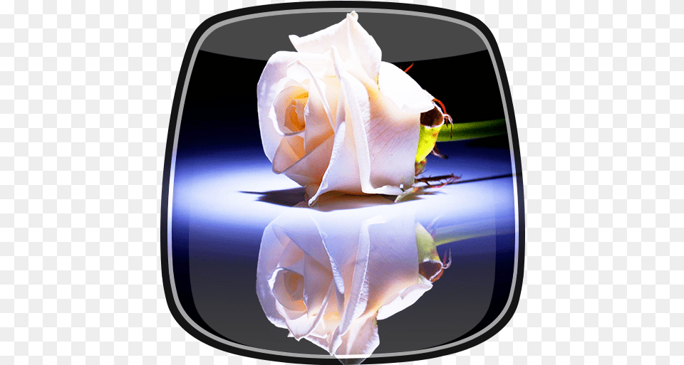 White Rose Live Wallpaper Apps On Google Play Even A White Rose Has A Black Shadow, Flower, Petal, Plant Png Image