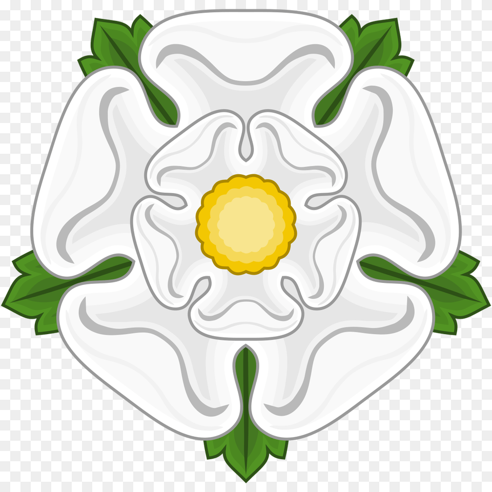 White Rose Of York, Anemone, Daisy, Flower, Petal Free Transparent Png