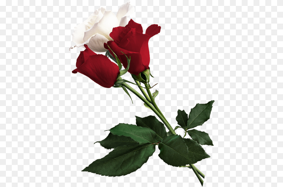 White Rose Of York Flower Red White And White And Red Rose, Plant, Flower Arrangement, Flower Bouquet Free Png