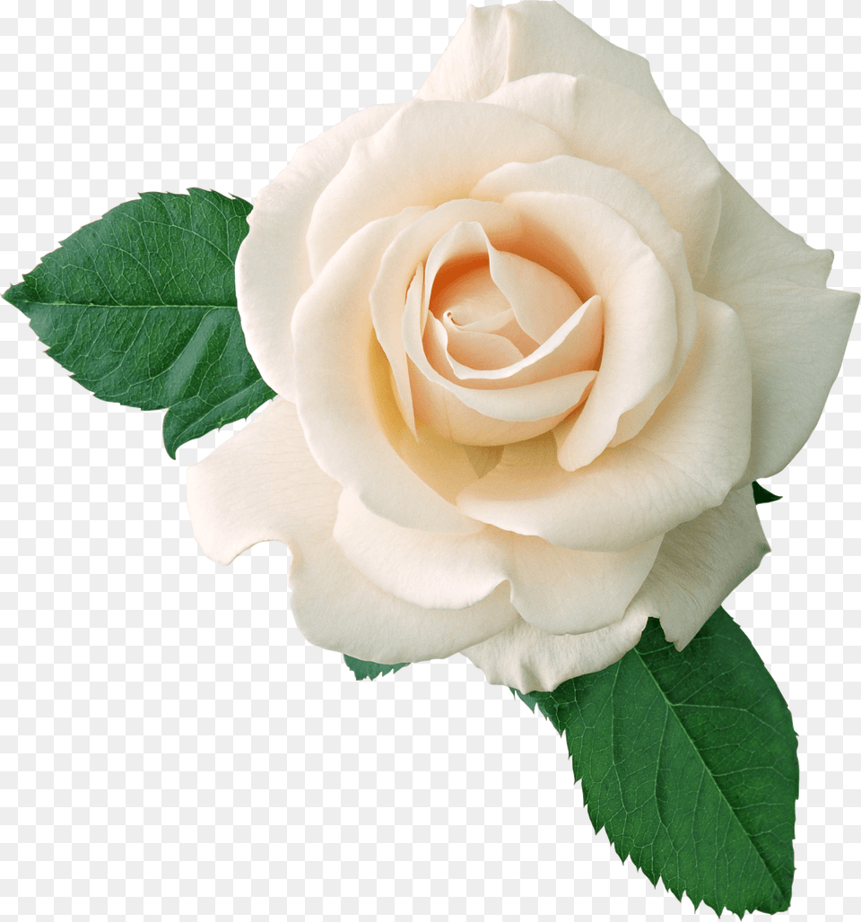 White Rose On Leaves White Rose, Flower, Plant Png