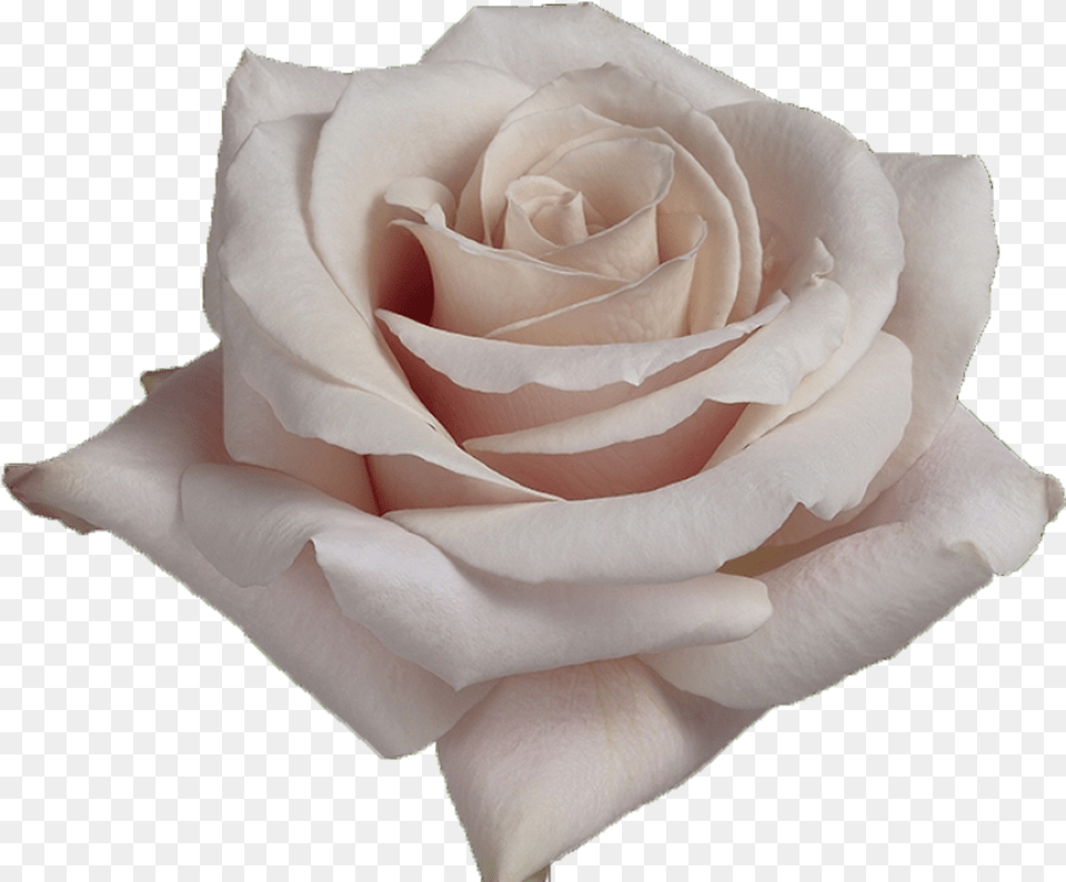 White Rose Petals Quicksand Quicksand Rose, Flower, Plant, Petal Png Image