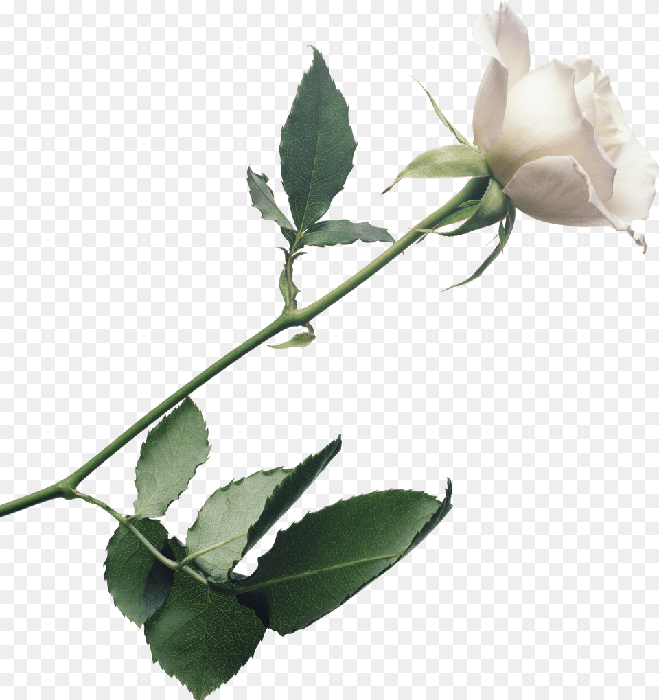 White Rose Photo, Flower, Plant, Leaf Free Png Download