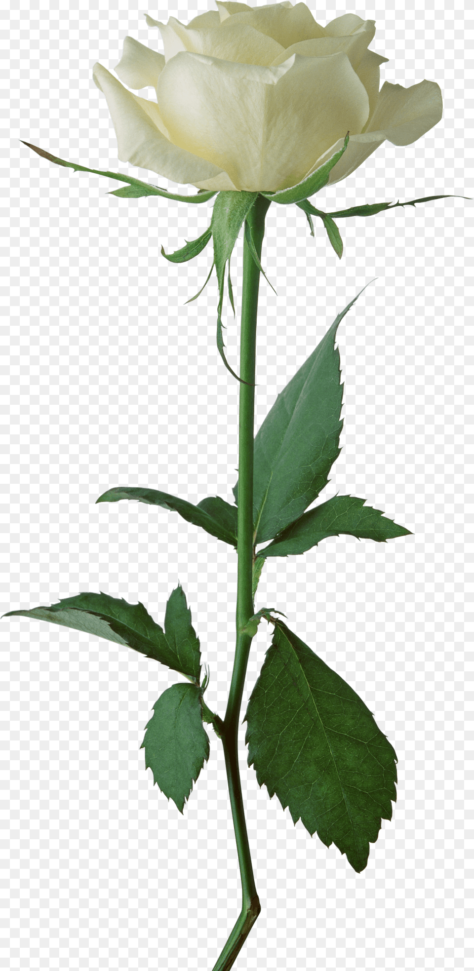 White Rose Single, Flower, Plant Png