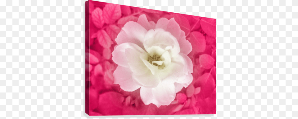 White Rose Top View Canvas Print Weie Rose Mit Rosa Bltter Um Draufsicht Karte, Anther, Carnation, Flower, Geranium Free Png